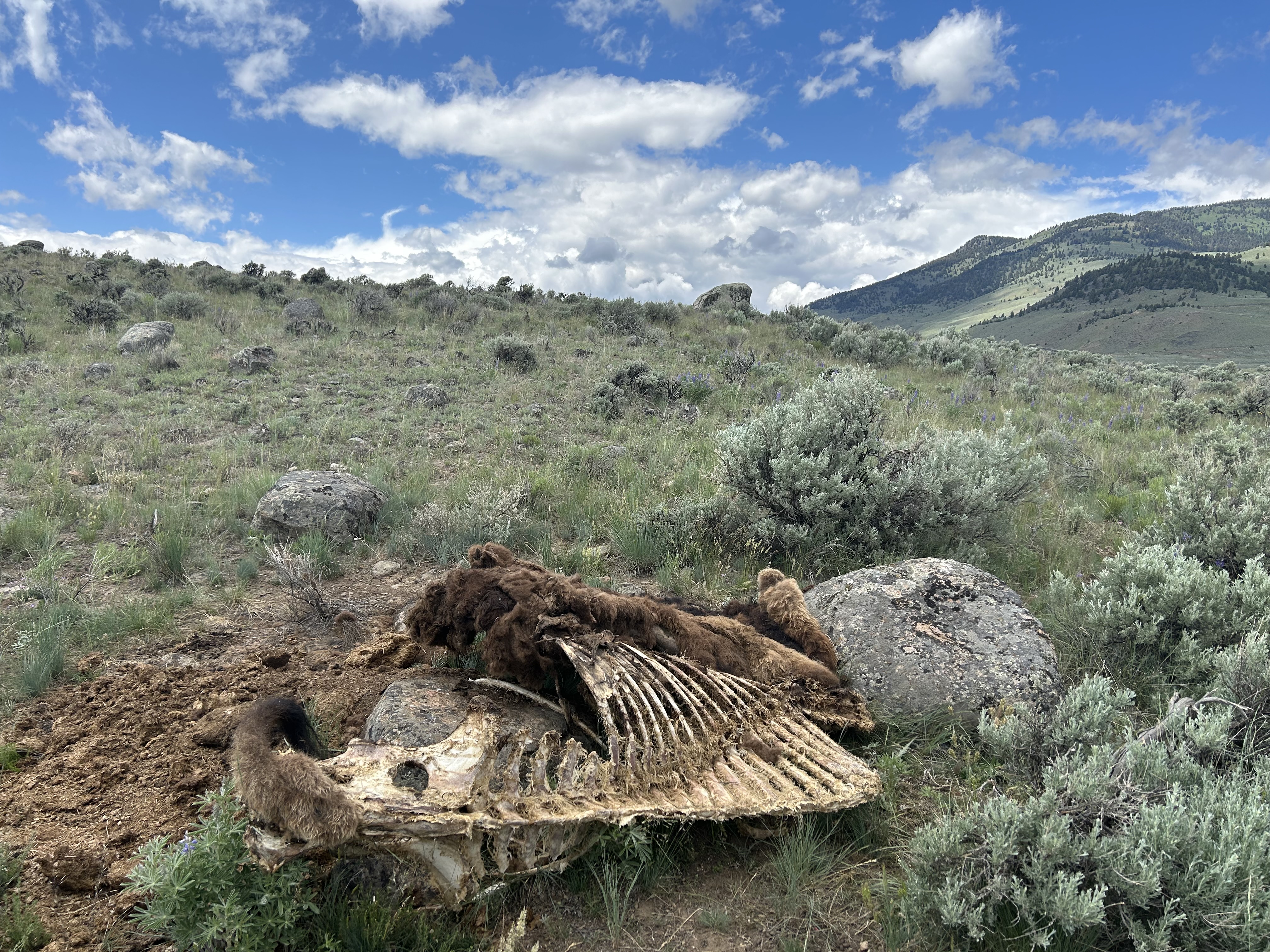 Bear Creek Springs