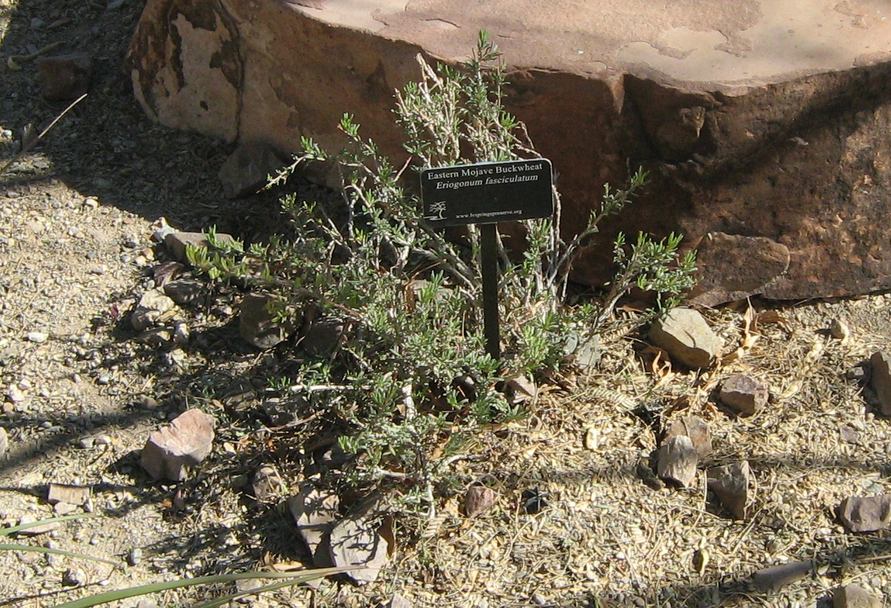 Las Vegas Springs