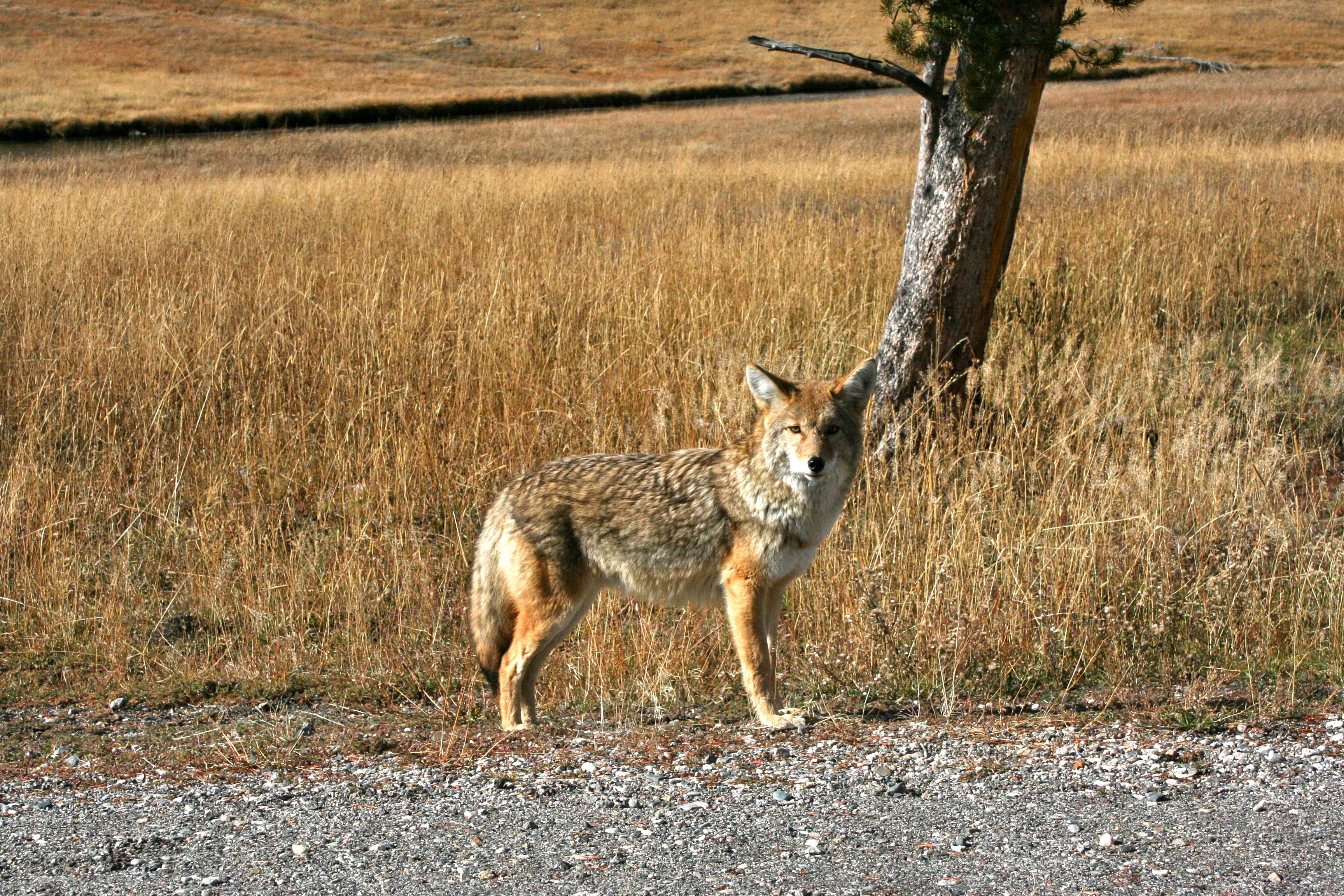 Wolf Lake Springs
