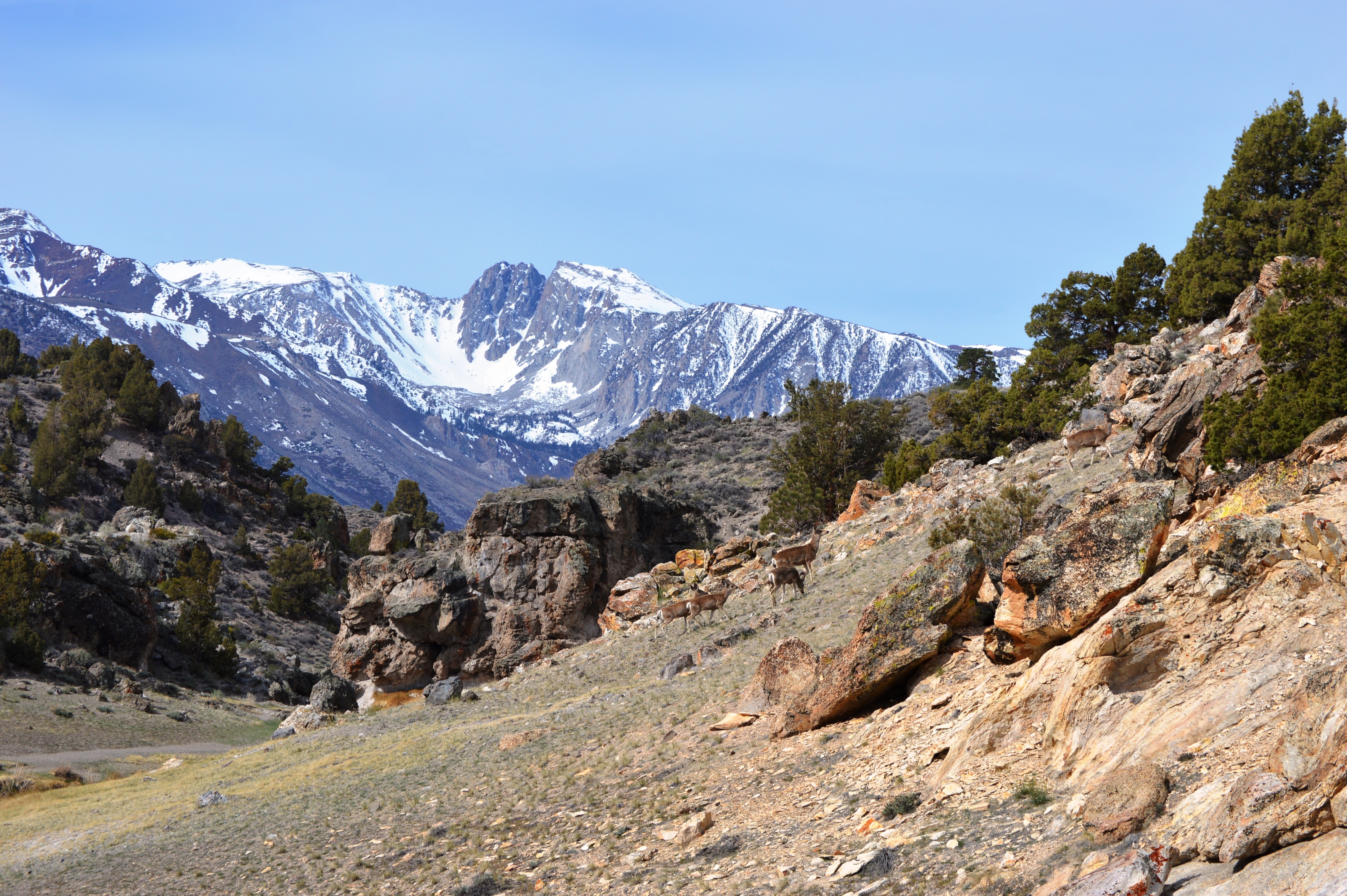 Hot Creek Springs