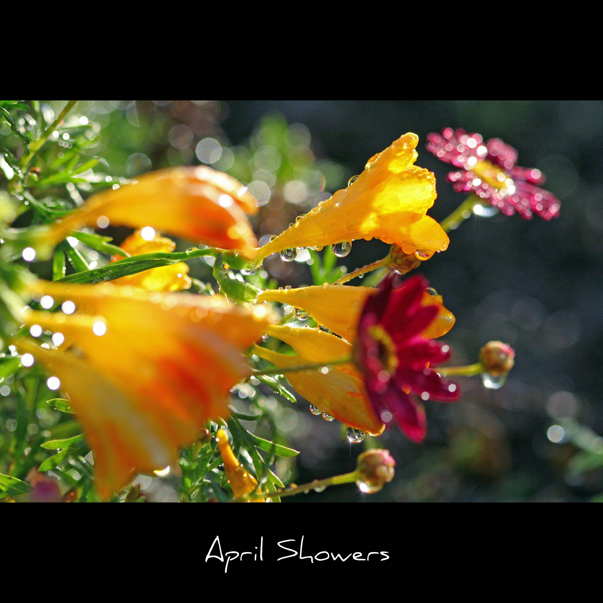 Springs